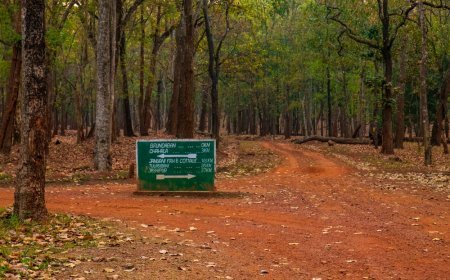 ଶିମିଳିପାଳରେ ନାକେଦମ କଲାଣି ଜଙ୍ଗଲ ନିଆଁ