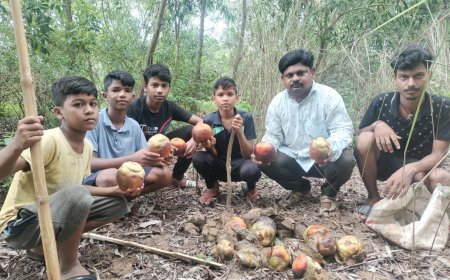 ଭୂଦାନରେ ତାଳ ମଞ୍ଜି ରୋପଣ