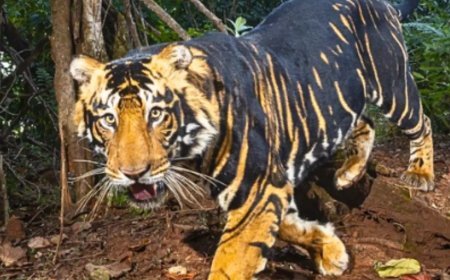 ଶିମିଳିପାଳରେ ହେବ କଳାବାଘ ସଫାରୀ