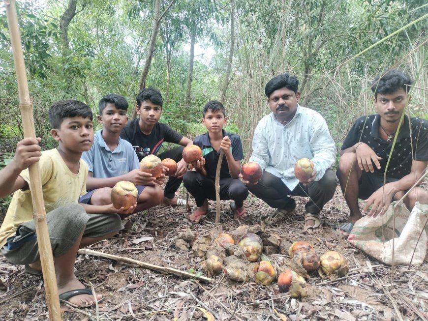 ଭୂଦାନରେ ତାଳ ମଞ୍ଜି ରୋପଣ