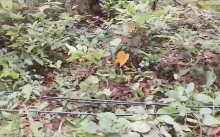 ସମ୍ବଲପୁର ଜିଲ୍ଲାରେ ହାତୀ ମୃତ୍ୟୁ