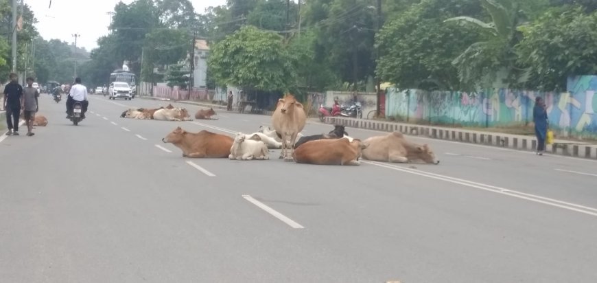 ସେବା ଯୋଗାଇ ପାରୁନାହିଁ ରାଉରକେଲା ମହାନଗର ନିଗମ