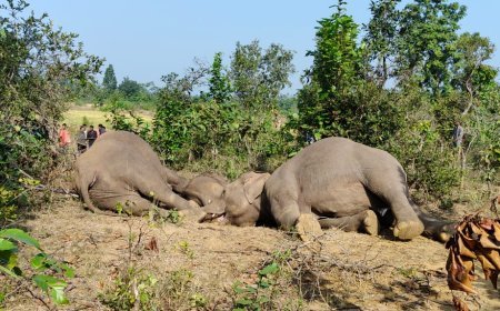 ଜଙ୍ଗଲ ଭିତରୁ ୩ଟି ହାତୀର ମୃତଦେହ ଠାବ