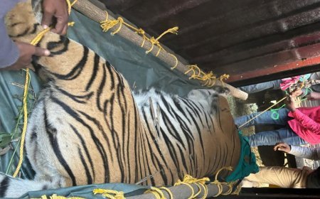 ବନ ବିଭାଗକୁ ମିଳିଲା ଆଶ୍ବସ୍ତ ; ଟ୍ରାଙ୍କୁଲାଇଜ ହେଲା ବାଘୁଣୀ ଜିନ୍ନତ