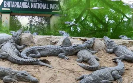 ପର୍ଯ୍ୟଟକଙ୍କ ପାଇଁ ୩ମାସ ବନ୍ଦ ରହିବ ଭିତରକନିକା