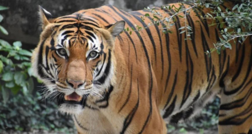 मध्यप्रदेश में बाघ की दहाड़ बरकरार