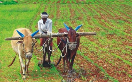ଚାଷୀଙ୍କ ଆକାଉଣ୍ଟକୁ ଆସିଲା PM କିଷାନ ଟଙ୍କା