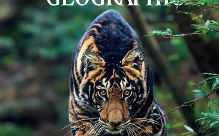 ଅନ୍ତର୍ଜାତୀୟ ମାଗାଜିନର ପୃଷ୍ଠା ମଣ୍ଡନ କରୁଛି ଶିମିଳିପାଳର କଳା ବାଘ