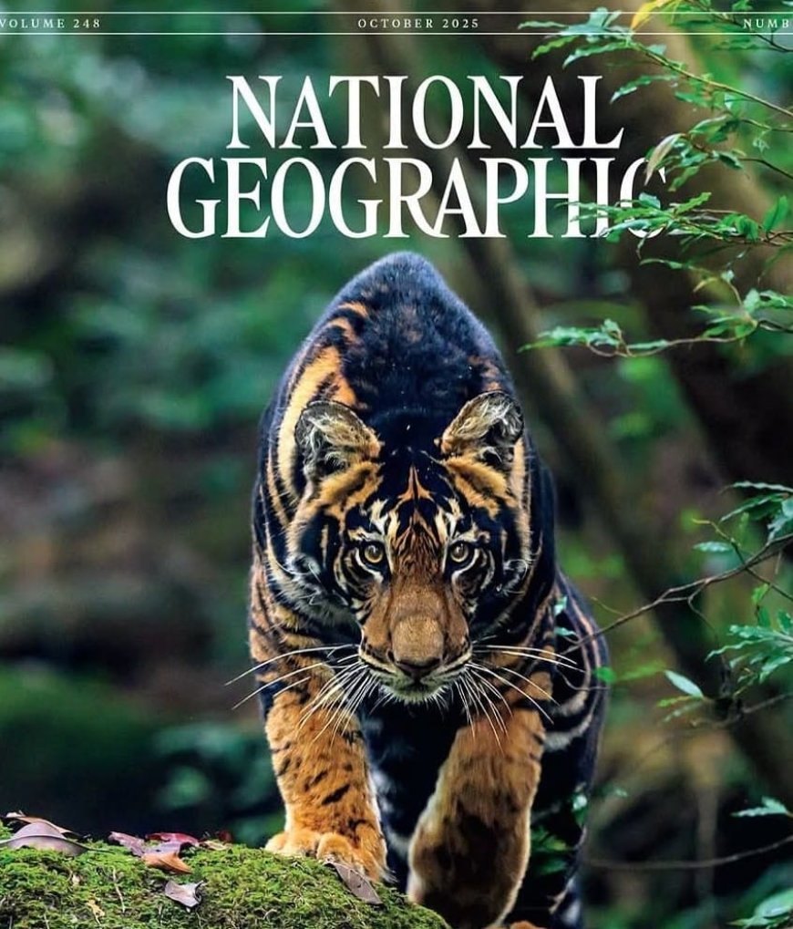 ଅନ୍ତର୍ଜାତୀୟ ମାଗାଜିନର ପୃଷ୍ଠା ମଣ୍ଡନ କରୁଛି ଶିମିଳିପାଳର କଳା ବାଘ