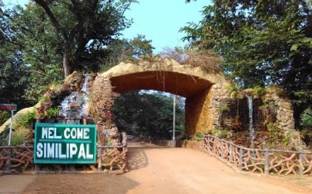 ଅକ୍ଟୋବର ୧୮ରୁ ପର୍ଯ୍ୟଟକଙ୍କ ପାଇଁ ଖୋଲିବ ଶିମିଳିପାଳ ; ସଫାରୀ ଗାଡ଼ି ହେବ ନିୟୋଜିତ