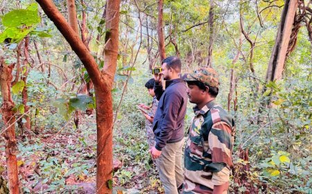 ଶିମିଳିପାଳରେ ଆରମ୍ଭ ହେଲା ବାଘ ଗଣନା ; ୨ଟି ପର୍ଯ୍ୟାୟରେ ହେବ ଗଣତି