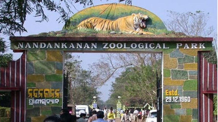 ନନ୍ଦନକାନନ ଆସିବ ଆଫ୍ରିକୀୟ ଚିତା, ଗ୍ୟାଲେରି କାମ ଆରମ୍ଭ