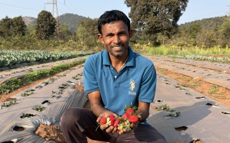 ଖଣି ଅଞ୍ଚଳରେ ନିଆରା ପଦକ୍ଷେପ : ଟାଟା ଷ୍ଟିଲ୍ ଫାଉଣ୍ଡେସନ ସହଯୋଗରେ ଷ୍ଟ୍ରବେରୀ ଚାଷ କରି ଉଦାହରଣ ପାଲଟିଛନ୍ତି ଗଙ୍ଗାଧର