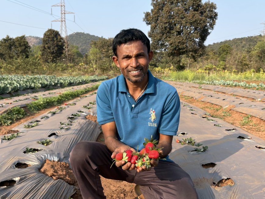 ଖଣି ଅଞ୍ଚଳରେ ନିଆରା ପଦକ୍ଷେପ : ଟାଟା ଷ୍ଟିଲ୍ ଫାଉଣ୍ଡେସନ ସହଯୋଗରେ ଷ୍ଟ୍ରବେରୀ ଚାଷ କରି ଉଦାହରଣ ପାଲଟିଛନ୍ତି ଗଙ୍ଗାଧର