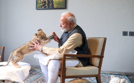 ବନତାରାର ଗୋଟିଏ ବର୍ଷ : ଚିକିତ୍ସା, ପୁନର୍ବାସ ଏବଂ ବନ୍ୟ ପ୍ରାଣୀ ସଂରକ୍ଷଣରେ ଏକ ନୂତନ ଦୃଷ୍ଟାନ୍ତ ସ୍ଥାପନ