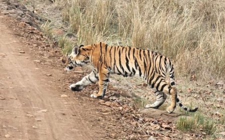 मध्य प्रदेश बाघों का ‘गढ़’ या ‘कब्रगाह, 6 दिन में 3 शावकों की मौत